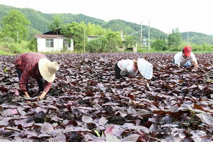 紫苏施什么肥最好