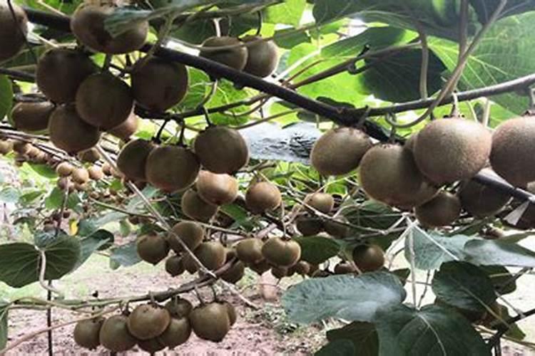 葡萄越夏巧施叶面肥 杀灭食叶性害虫就用30%敌百虫 更专业