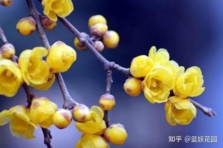 腊梅施肥有技巧