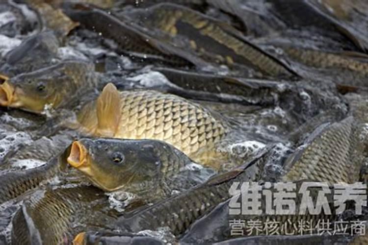 大姜种植后头两次浇水应怎么冲施肥料？