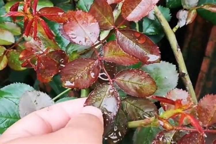 香菜种植施肥方法