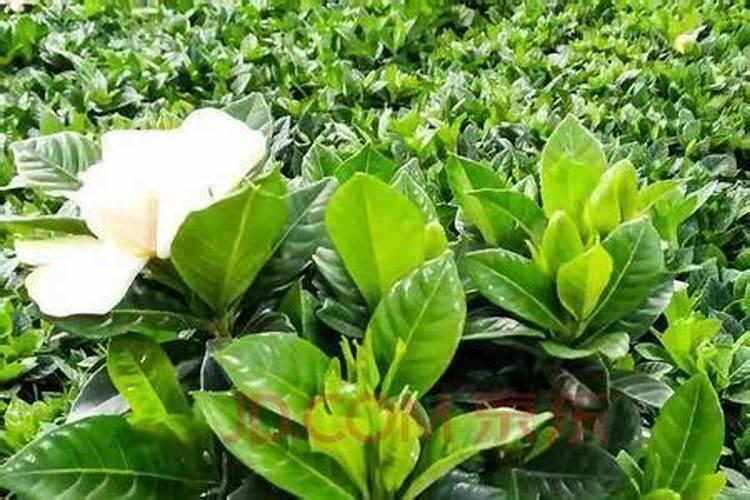 栀子花缺肥表现,叶子变薄并发黄