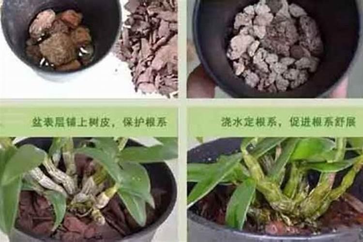 铁皮石斛用什么肥料最好