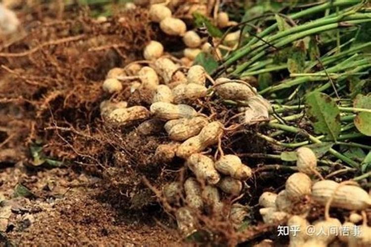 钾肥如何使用在花上
