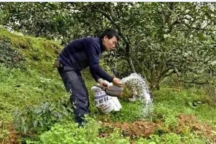柑橘施什么肥可以增加甜度