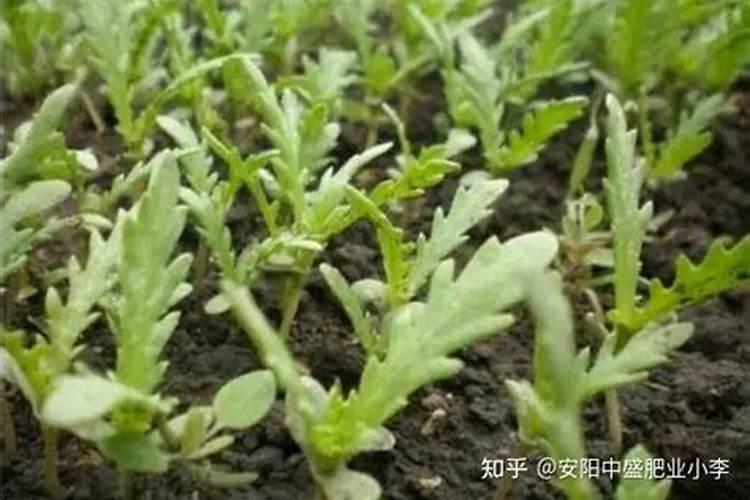 养花用有机肥好还是复合肥好