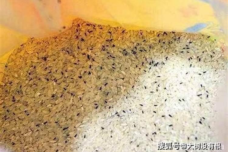 水养富贵竹可以放尿素肥吗