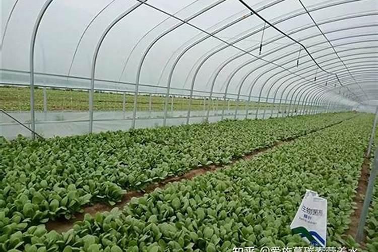 磷肥一亩地施多少