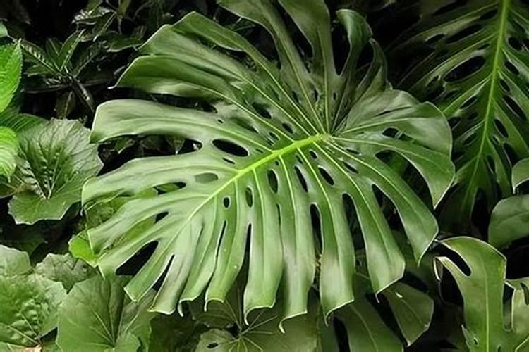 龟背竹施什么肥最好