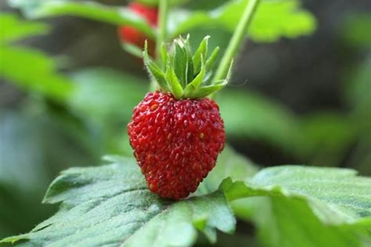 草莓种植过程中该施什么肥料