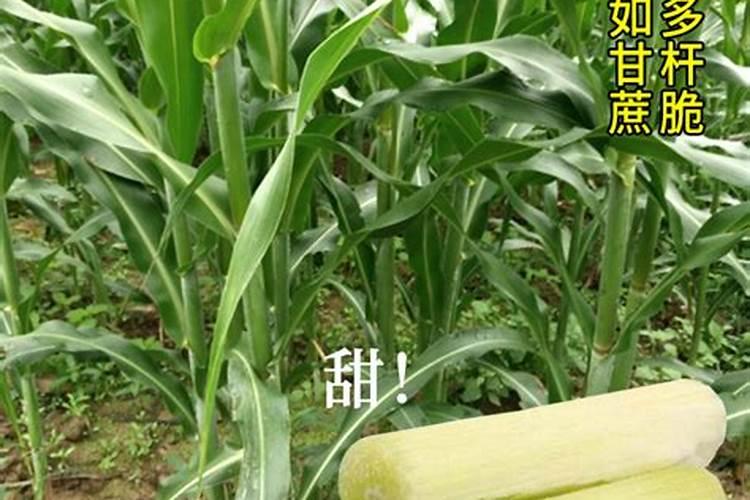 田里废弃的玉米杆,怎样变废为宝