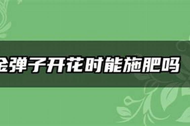 金弹子开花期间怎样管理,开花后怎样保果