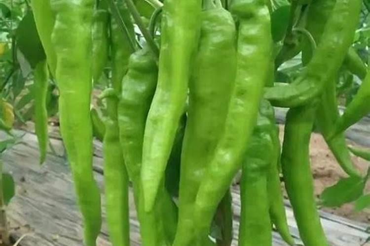 辣椒什么时候追肥合适