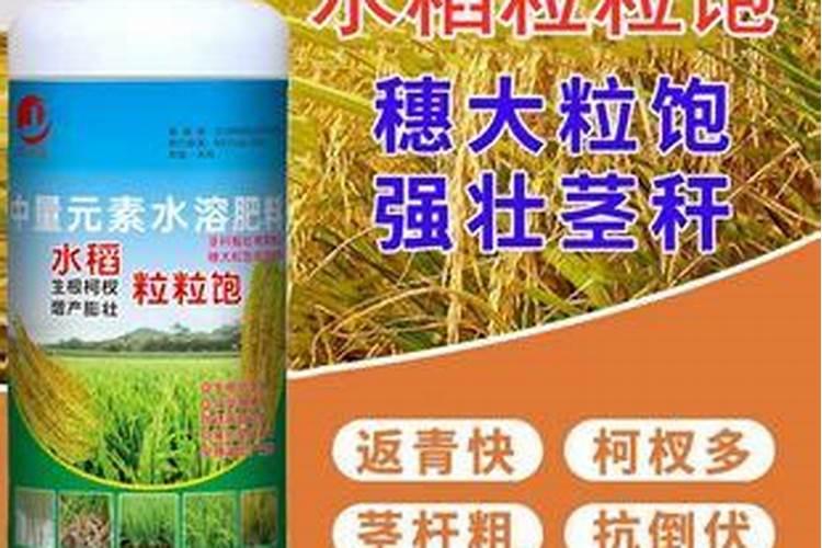 水稻壮苞叶面喷什么肥