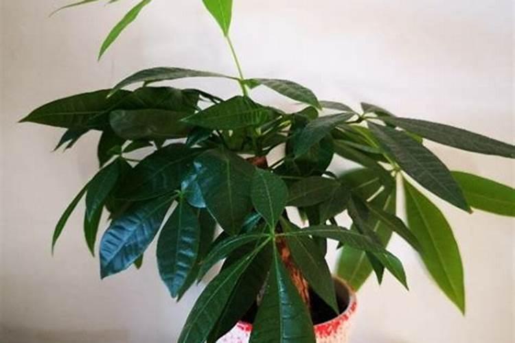 用芸苔素拌种后,小麦出苗后麦苗不长吗？