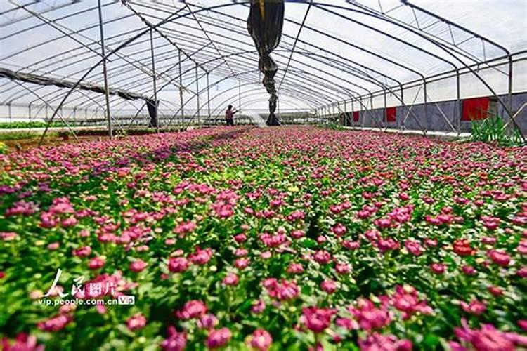 花卉专用肥料