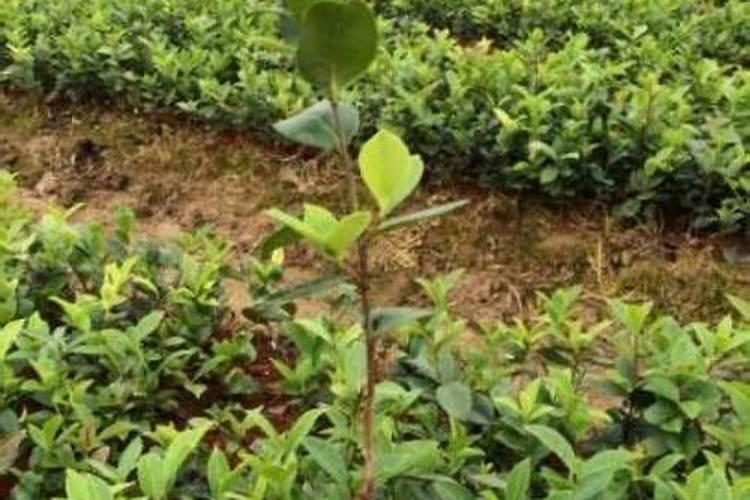 龙眼树施什么肥长得快