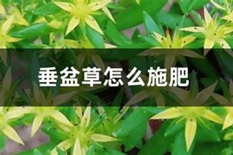 垂盆草怎么施肥
