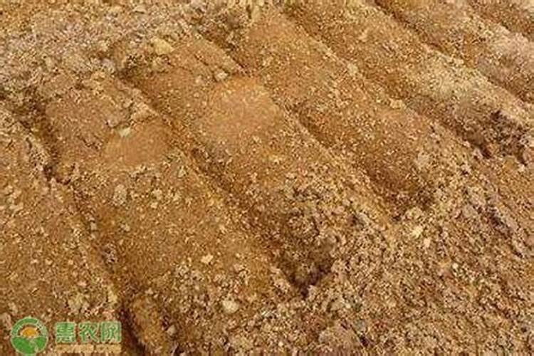 沙土地种西红柿怎么样 沙土地种花生用什么肥料好