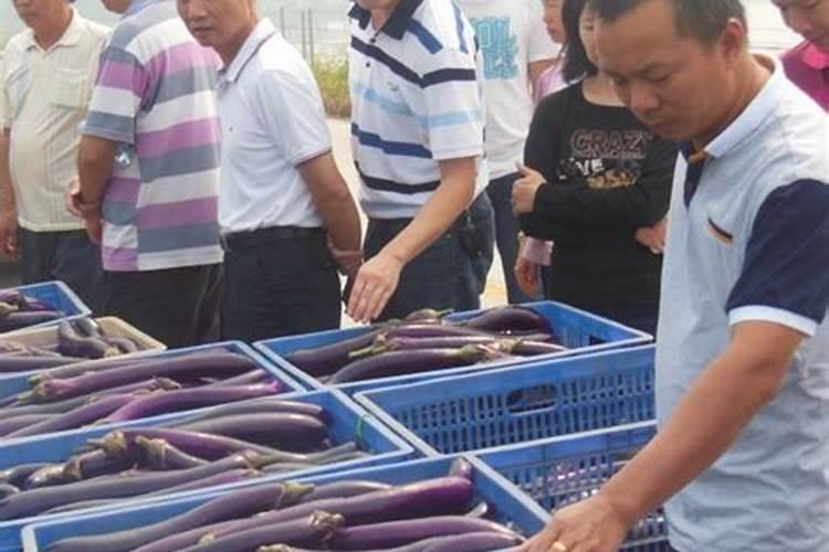 种西瓜用什么底肥好