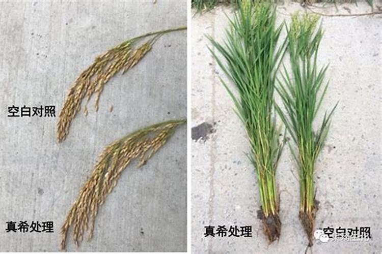 养花沤肥方法