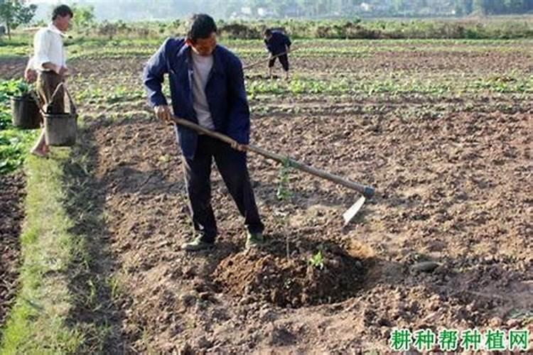 刚刚移栽的樱桃树可以使用叶面肥吗？怎样使用？