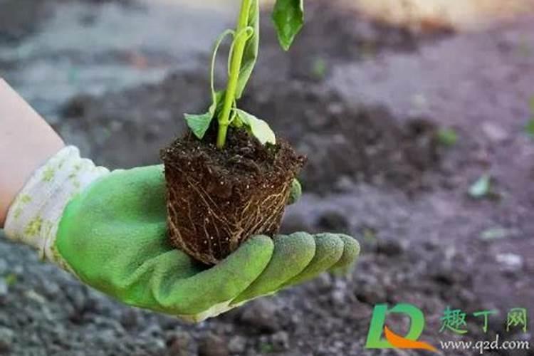 多肉植物在移栽到土里时,需要施肥吗？
