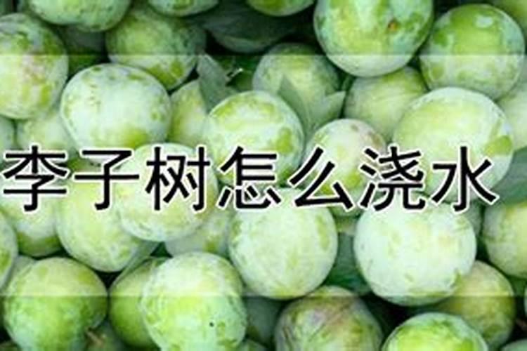 李子树什么时候施肥最好,应该注意什么？
