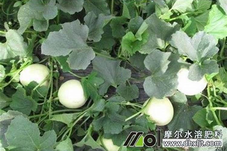 冬小麦如何施肥