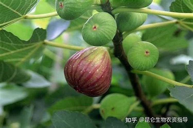 合理的追肥马蹄才能生长,马蹄该怎么追肥？