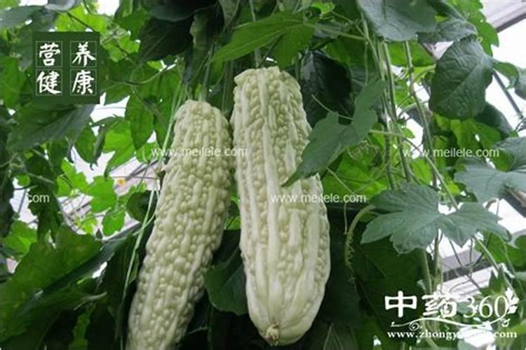 怎样自制磷钾有机肥料、高磷钾肥料有哪些