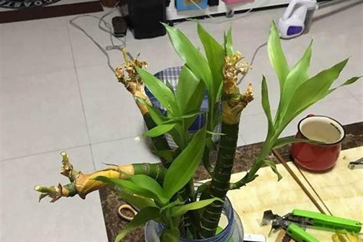 富贵竹没生根前怎么样