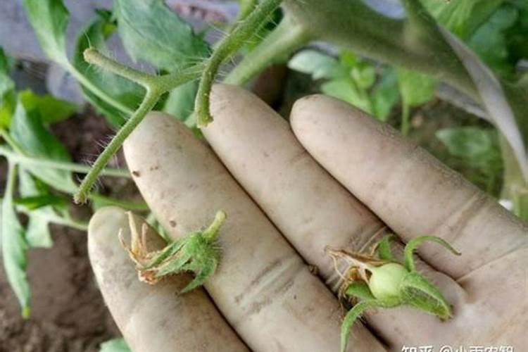 油茶施什么肥最好