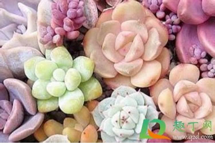 多肉叶片肥可以吧(多肉可以叶面施肥吗)
