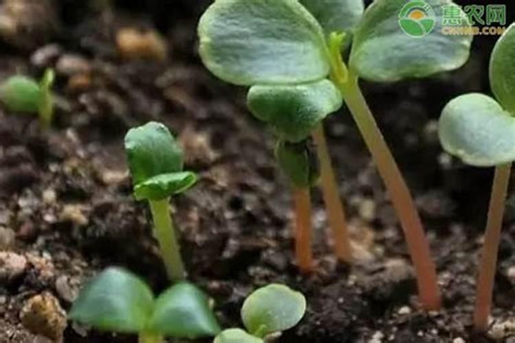 杨梅膨果期使用硼肥能否增加种子量？探究硼肥的作用及效果