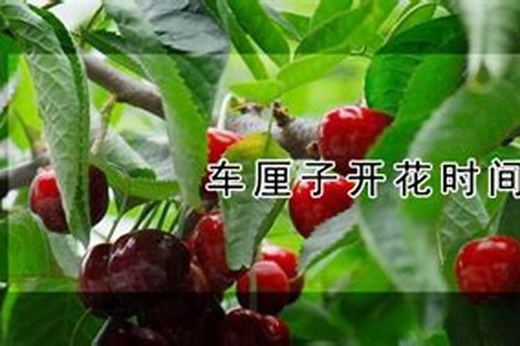 车厘子盆栽施什么肥,什么季节开花？