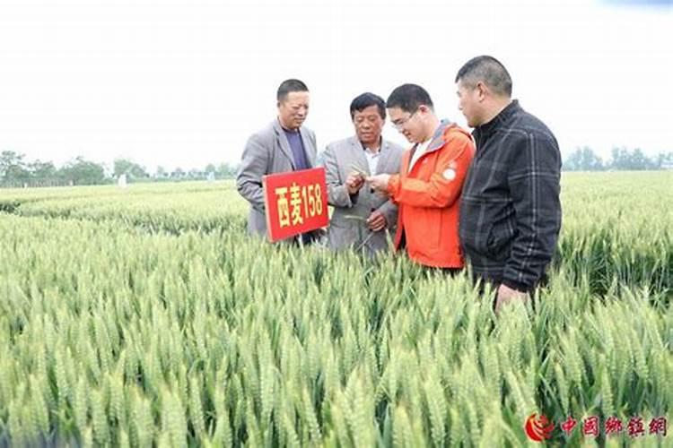 种麦子用什么肥料好？