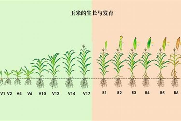 玉米喷叶面肥有用吗