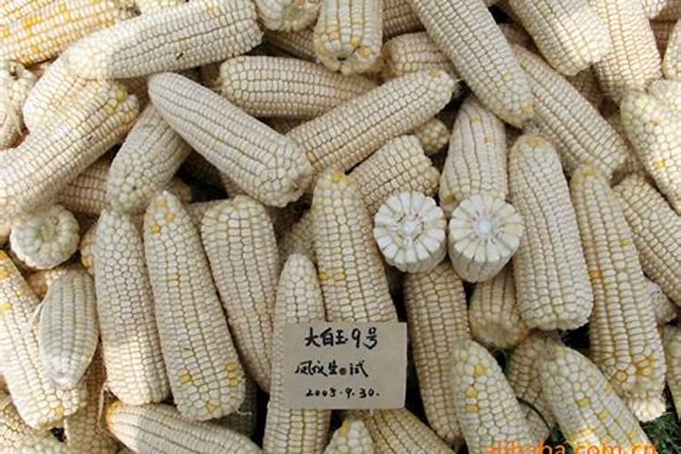 玉米喷施叶面肥效果怎么样