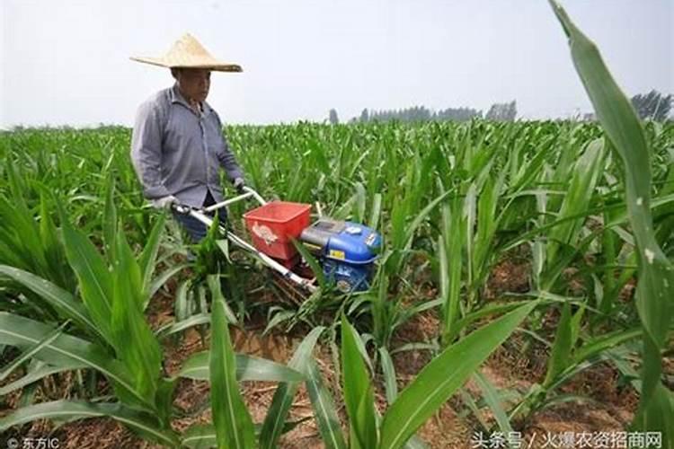 玉米抽穗期要施什么肥