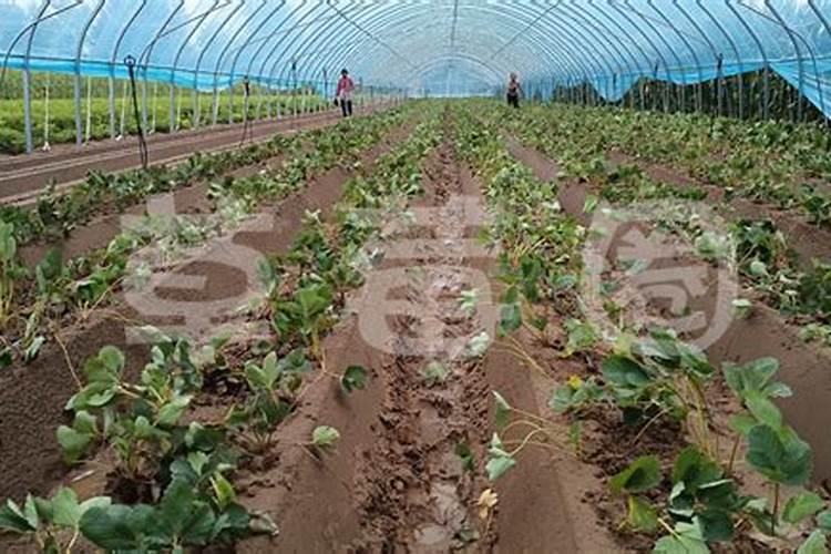 草莓用什么肥料最好