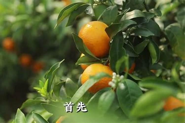 国内氨基酸水溶肥生产厂家有哪些？