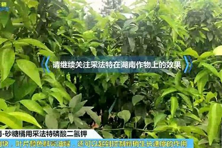 北方盆栽金桔养殖方法