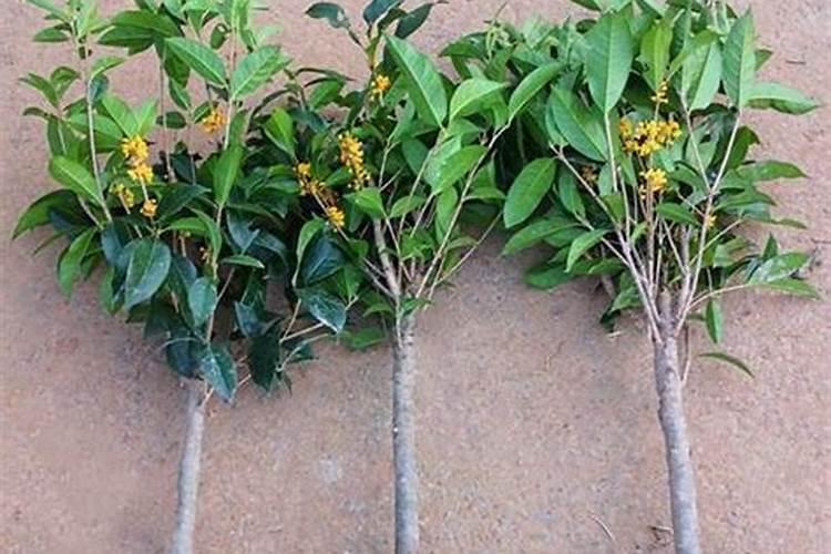桂花树移植多久施肥 桂花树移植后何时开始施肥？