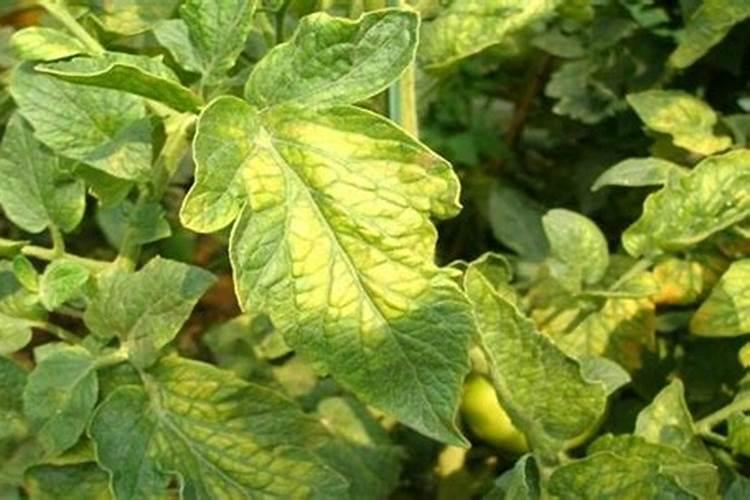 番茄用什么肥料最好