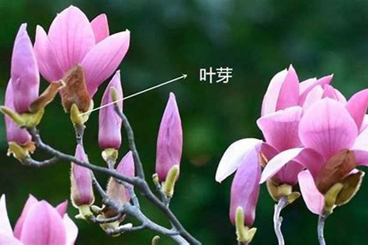钦州平吉镇火龙基地在哪里