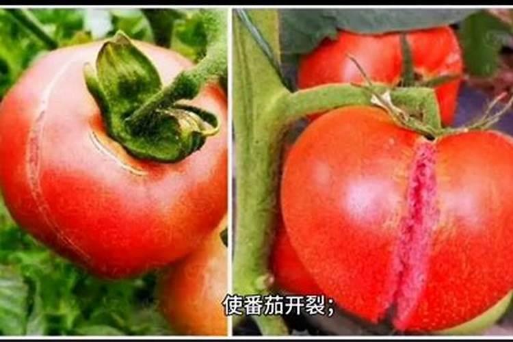 如何快速防治葡萄裂果