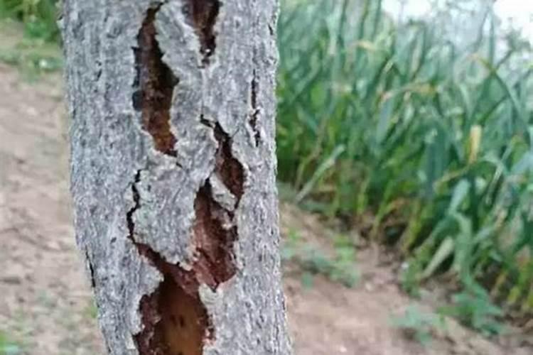 果树刚长熟就掉果怎么办？