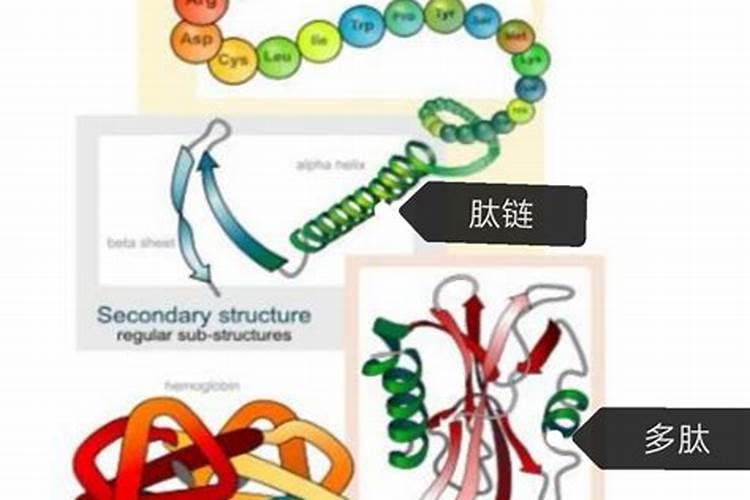朱顶红先长叶子还是先开花花卉百科