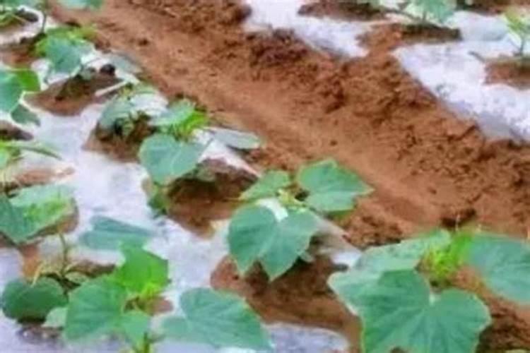 种香瓜用什么肥料又大又甜